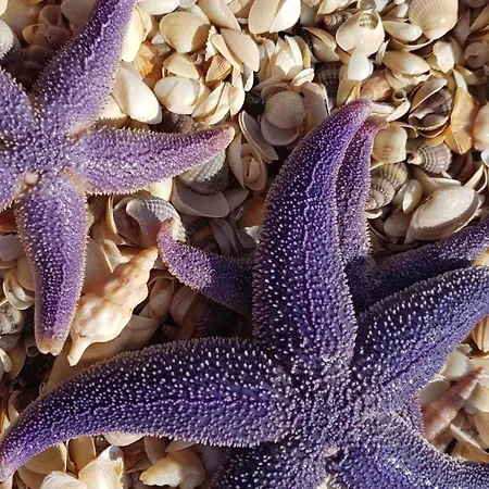 Tatil Evi I Naer By, Skov Og